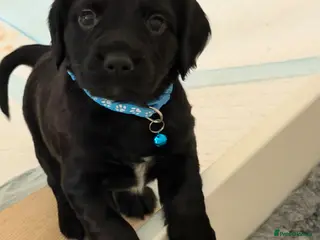 Sprocker dogs Sprocker spaniel puppies - Advert 5