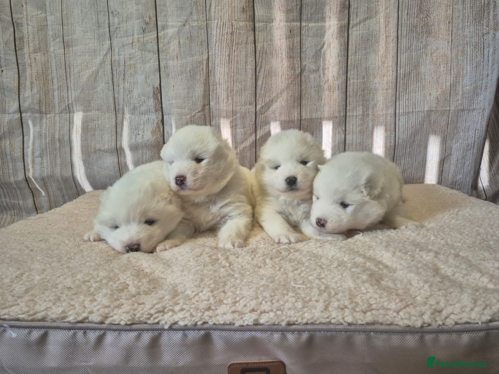 Samoyed dogs 4 Beautiful Pure Samoyeds ❤️ - Advert 1