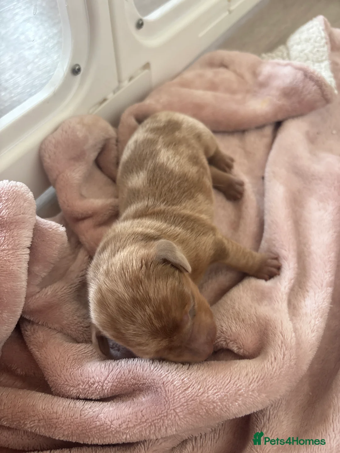 Miniature Dachshund dogs for sale: 7 miniature dachshunds available  in Droitwich - Advert 7
