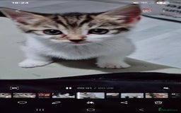 Mixed Breed cats for sale: BEAUTIFUL Kittens Looking forever home - Image 7