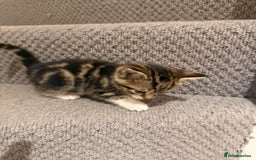 Mixed Breed cats for sale: 3 beautiful female kittens. - Image 9