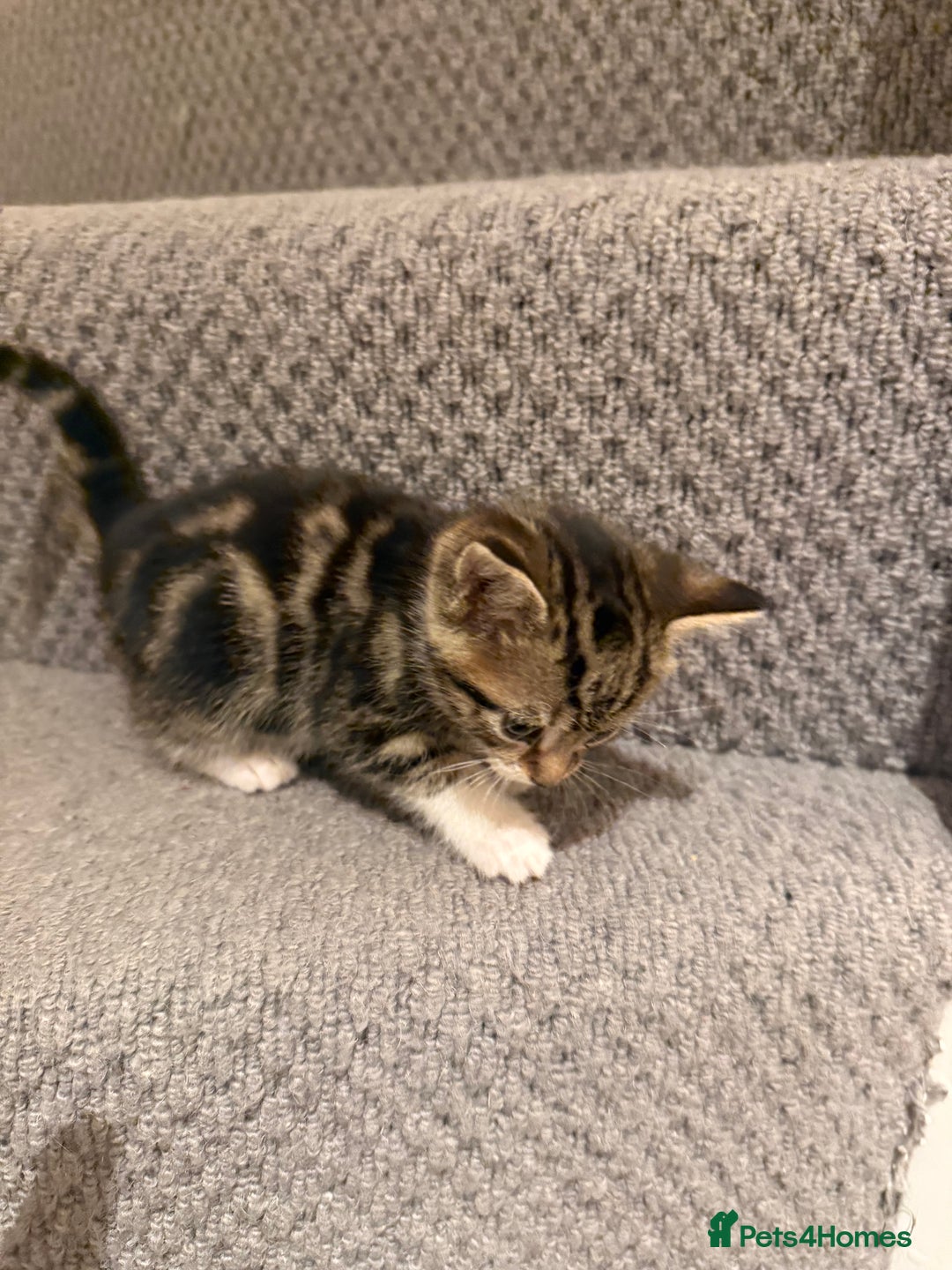Mixed Breed cats for sale: 3 beautiful female kittens. - Image 9