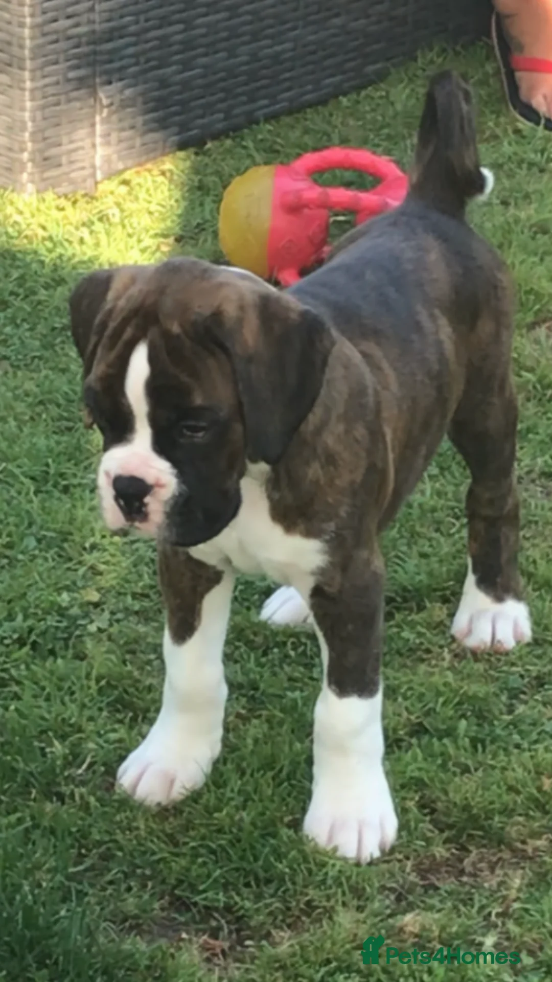 Boxer dogs for stud: Health tested proven boy for stud in Llanelli - Advert 8