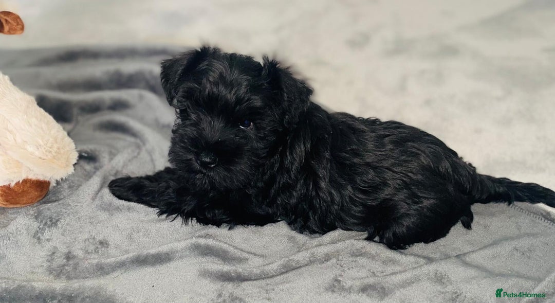 Miniature Schnauzer dogs for sale: KC Pedigree Mini Schnauzer - Image 21