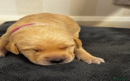 Labrador Retriever dogs for sale: Stunning, White/Yellow KC Registered Labrador Pups - Image 23