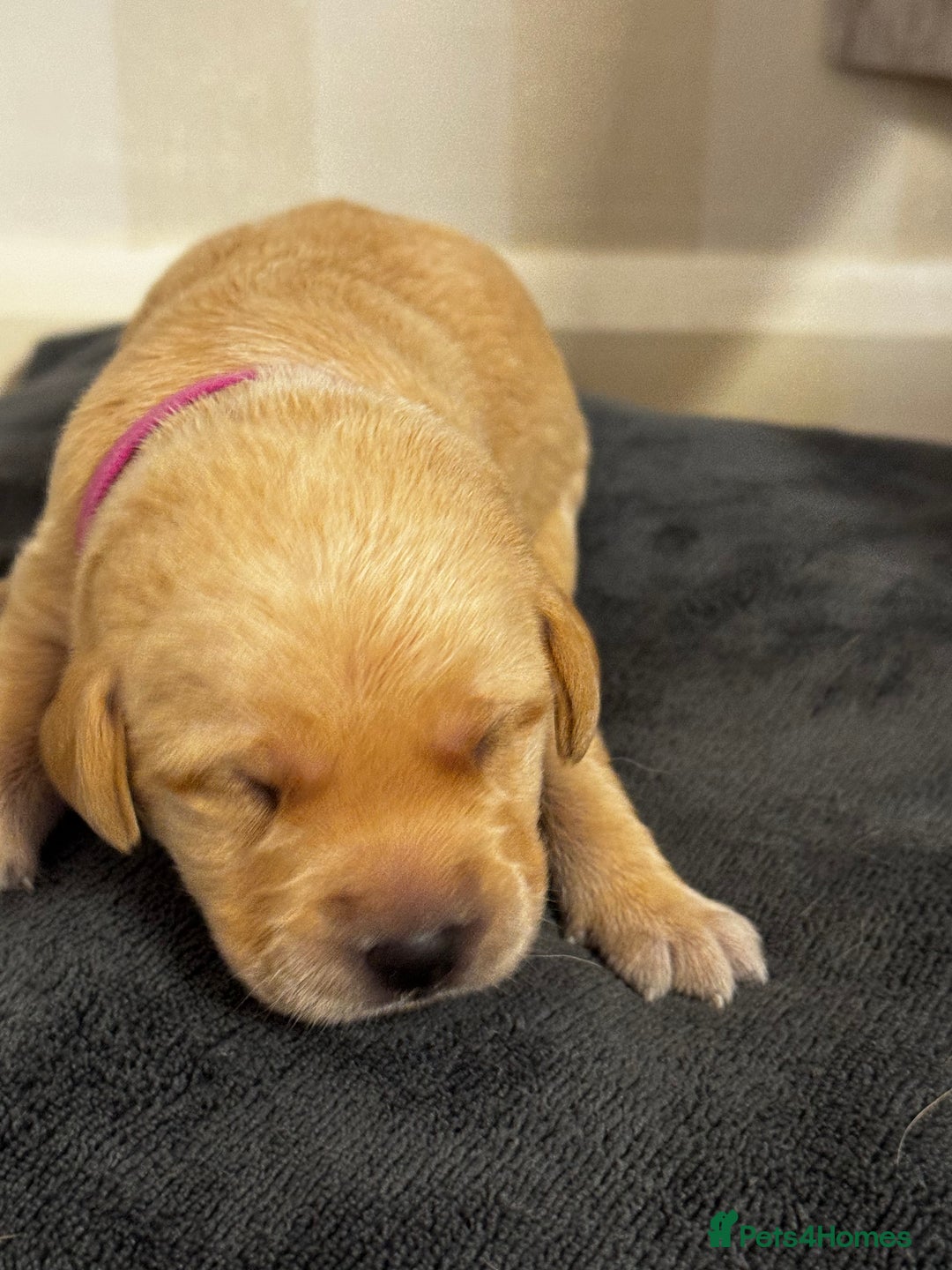 Labrador Retriever dogs for sale: Stunning, White/Yellow KC Registered Labrador Pups - Image 23