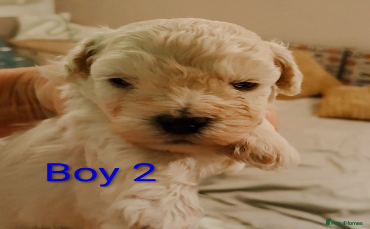 Maltipoo dogs - Advert 1