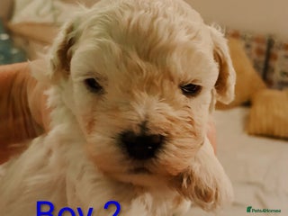 Maltipoo dogs - Advert 2
