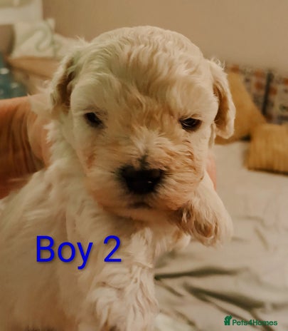Maltipoo dogs - Advert 3