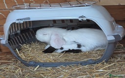 Mini Lop rabbits for sale: Monty and Muffin  - Image 10
