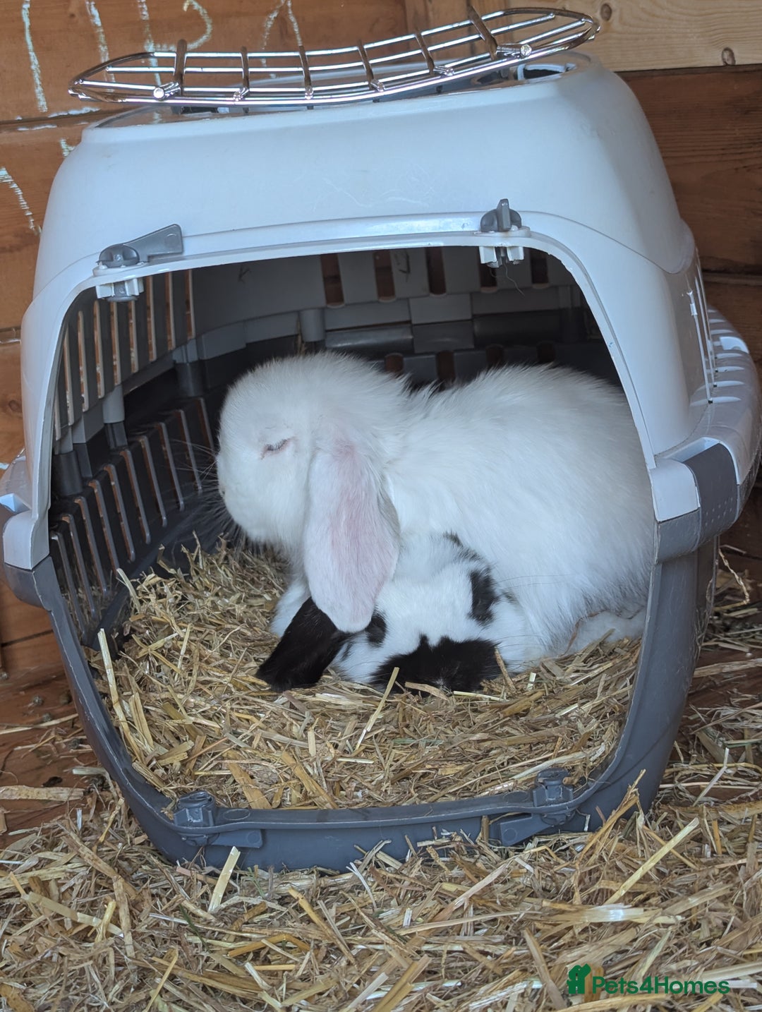 Mini Lop rabbits for sale: Monty and Muffin  - Image 10