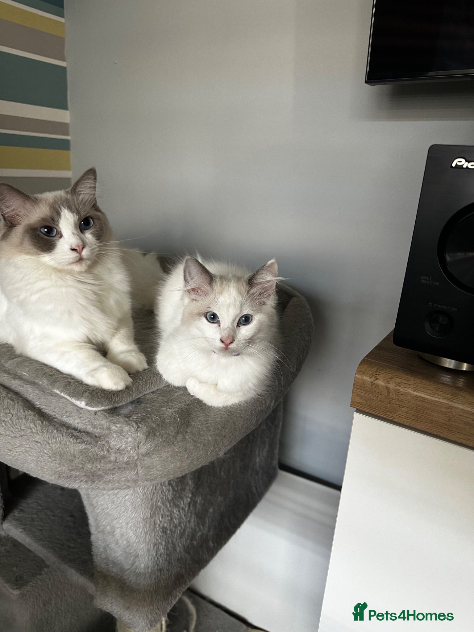 Ragdoll cats Last 1 left ragdoll  - Advert 2