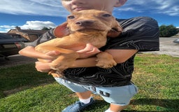 Mixed Breed dogs for sale: HUNGAROAN VIZSLADOR PUPPIES - VIZSLA x LABRADOR - Image 6