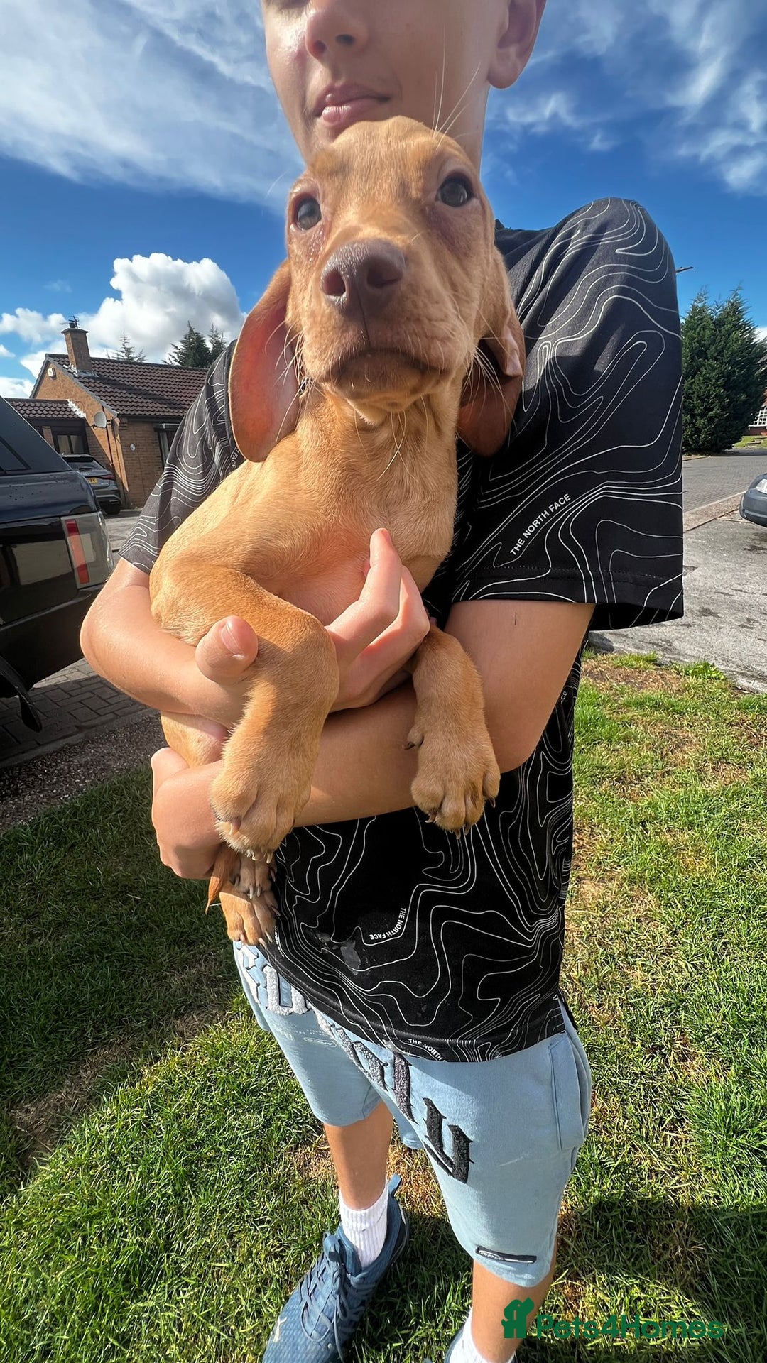 Mixed Breed dogs for sale: HUNGAROAN VIZSLADOR PUPPIES - VIZSLA x LABRADOR - Image 6