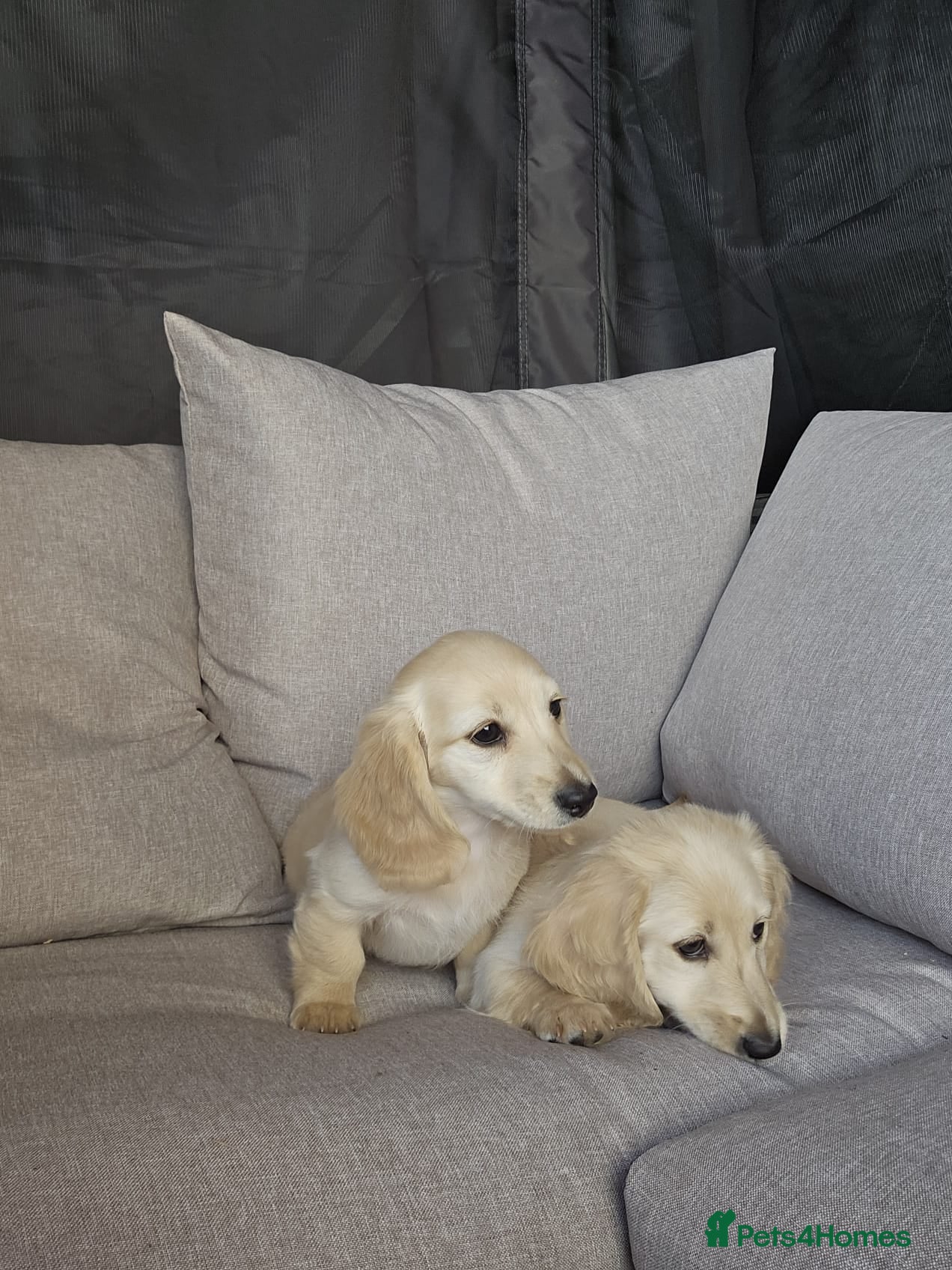 Miniature Dachshund dogs Beautiful Fluffy Dachshund Puppies – KC Registered - Advert 2