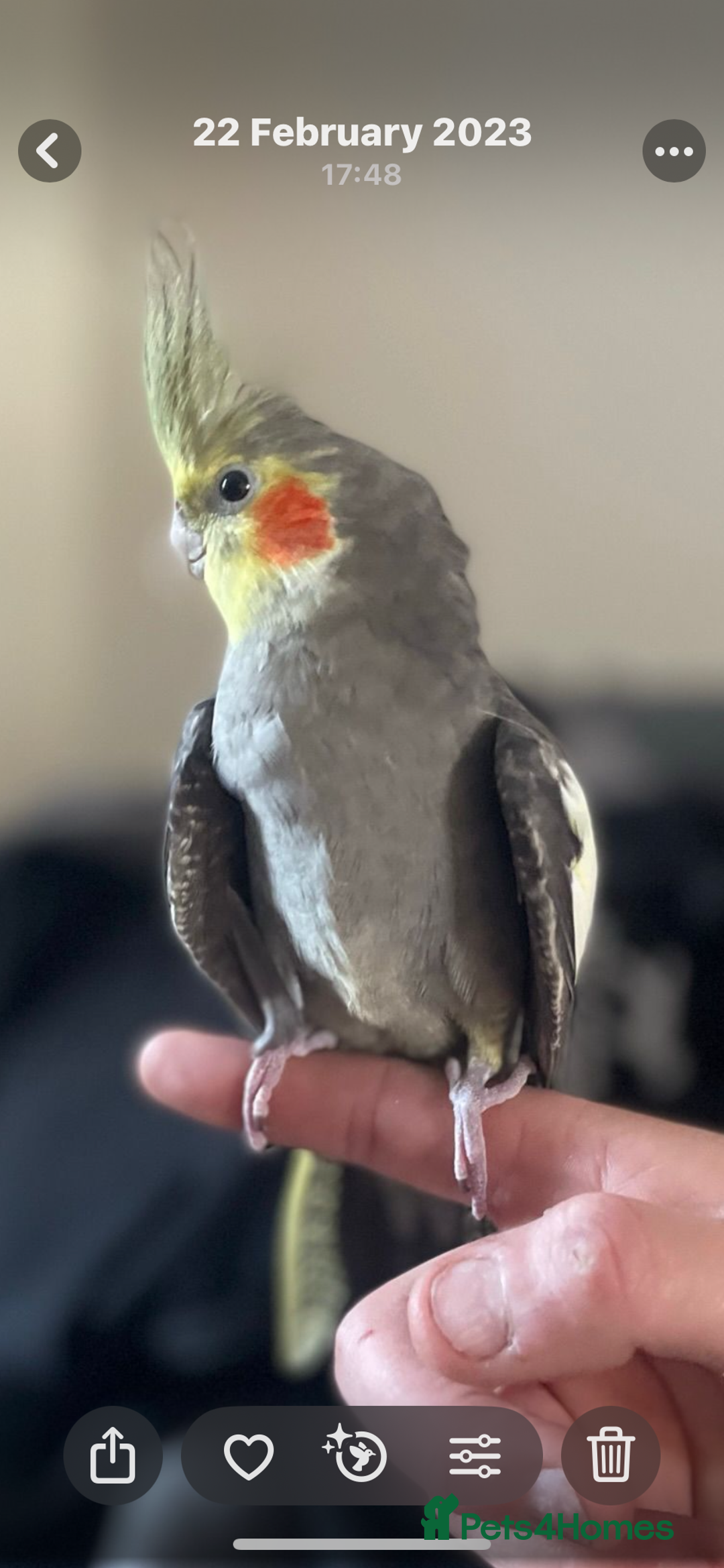 Cockatiels birds for sale: Semi Tame Cockatiels - Image 3