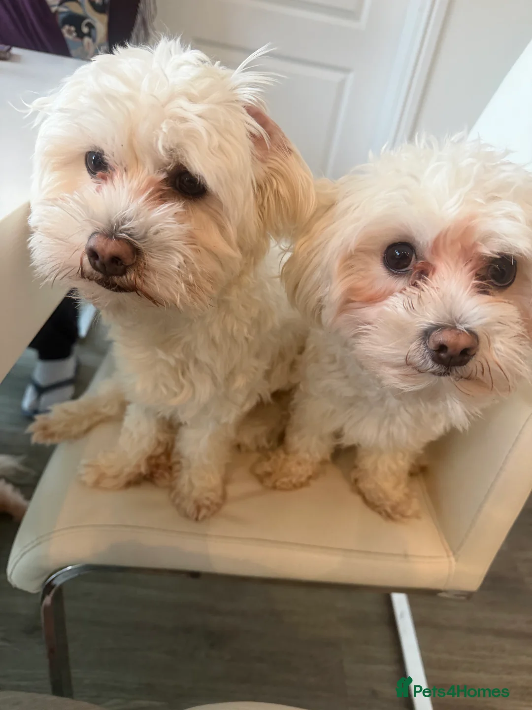 Bichon Frise dogs for sale: Two Mini Bichon Frise Ready for their New Home - Advert 4