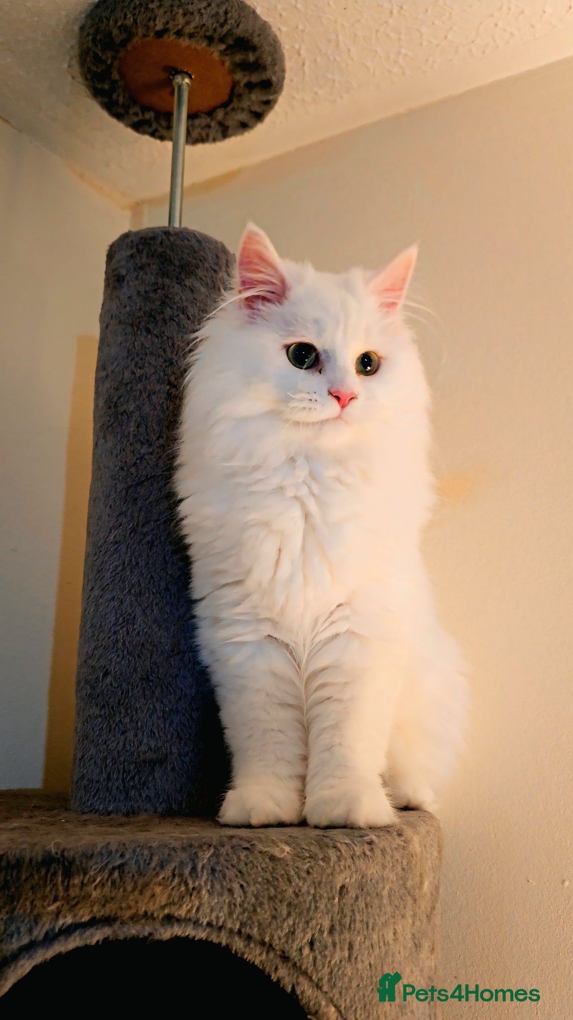 Maine Coon cats Maine Coon  - Advert 4