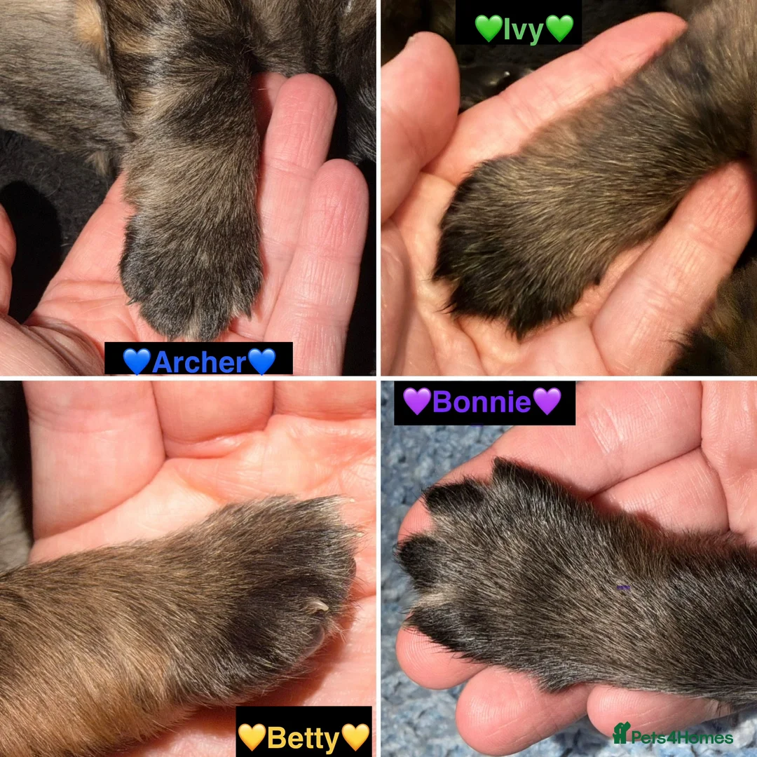 German Shepherd dogs for sale: 🐶🐶German Shepherd Puppies🐶🐶 - Advert 17