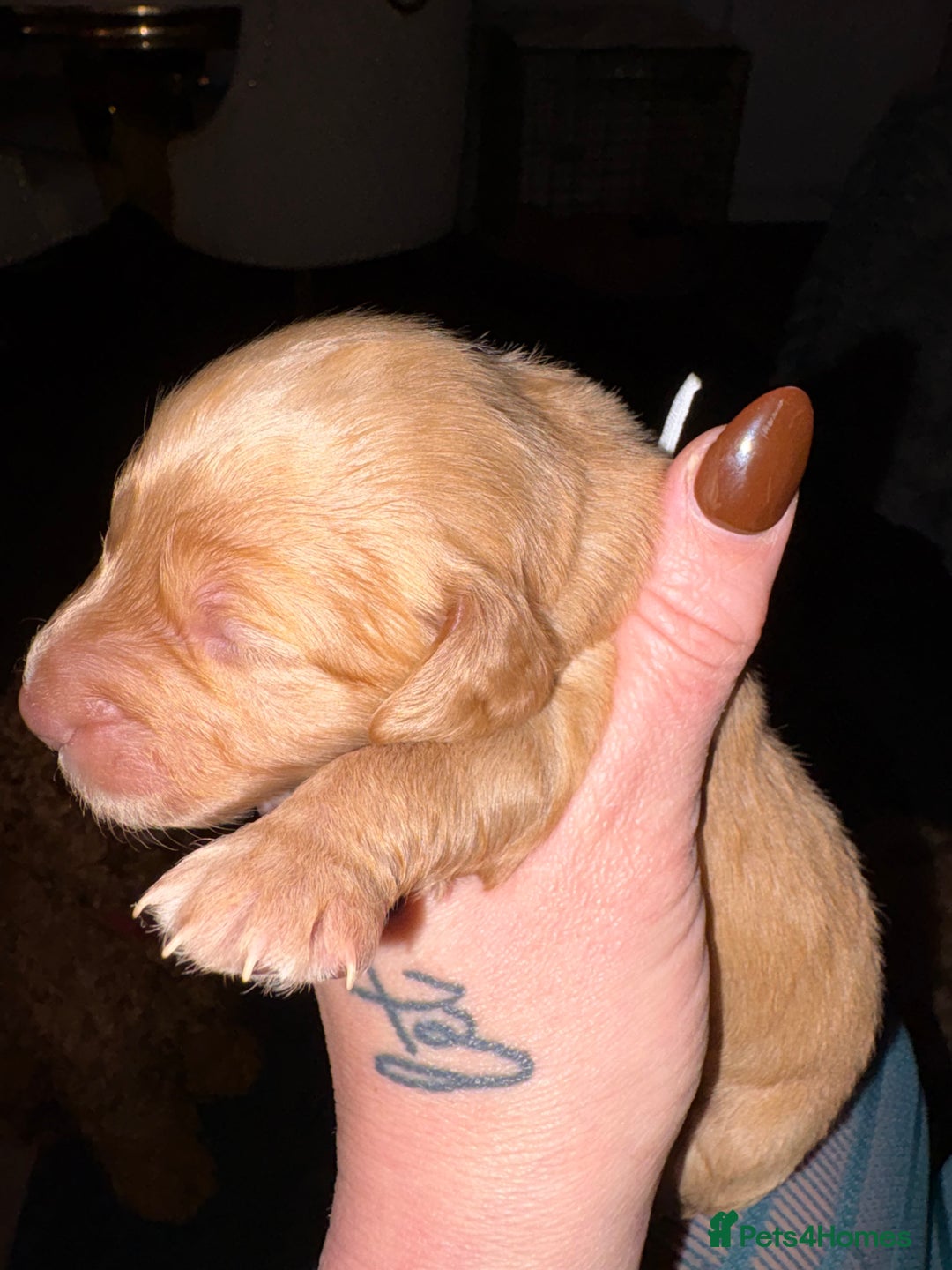 Cockapoo dogs for sale: Outstanding fb1 cockapoo puppies - Advert 5