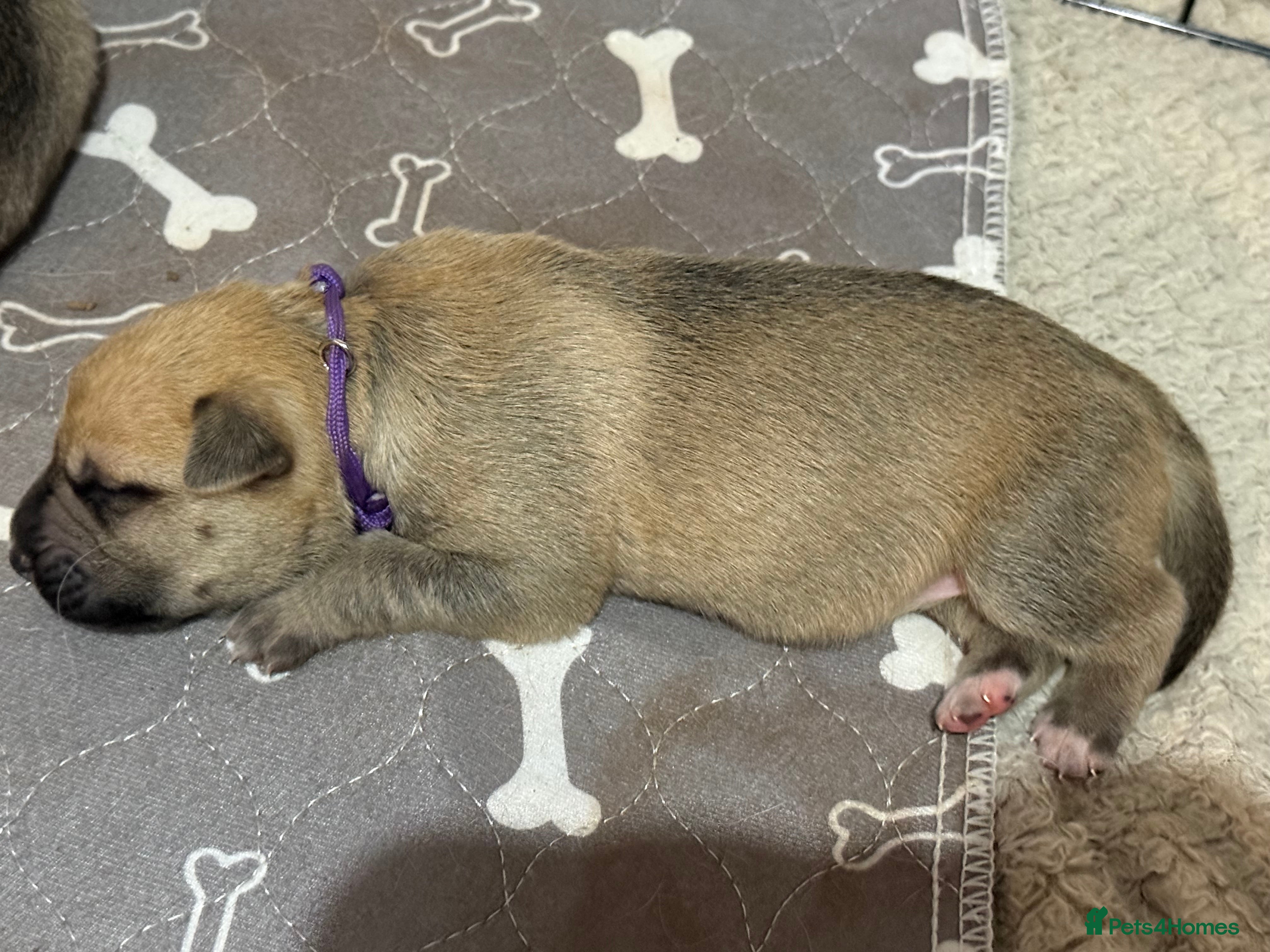 Mixed Breed dogs German shepherd x American bully puppy’s  - Advert 2