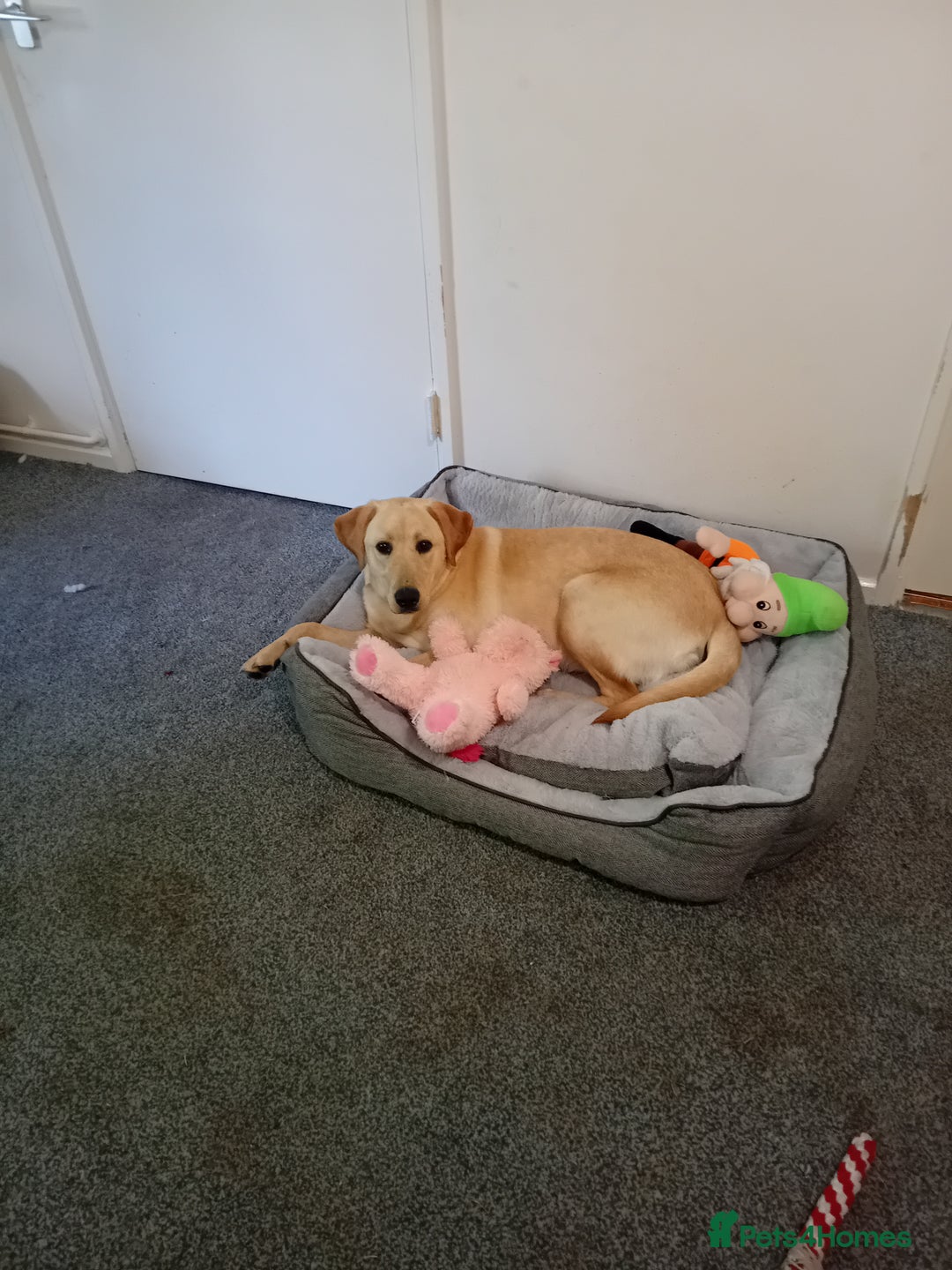 Labrador Retriever dogs for sale: very loving 9 month puppy labrador girl - Image 2