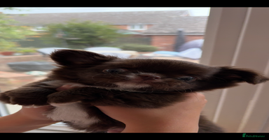 Chihuahua dogs - Advert 8
