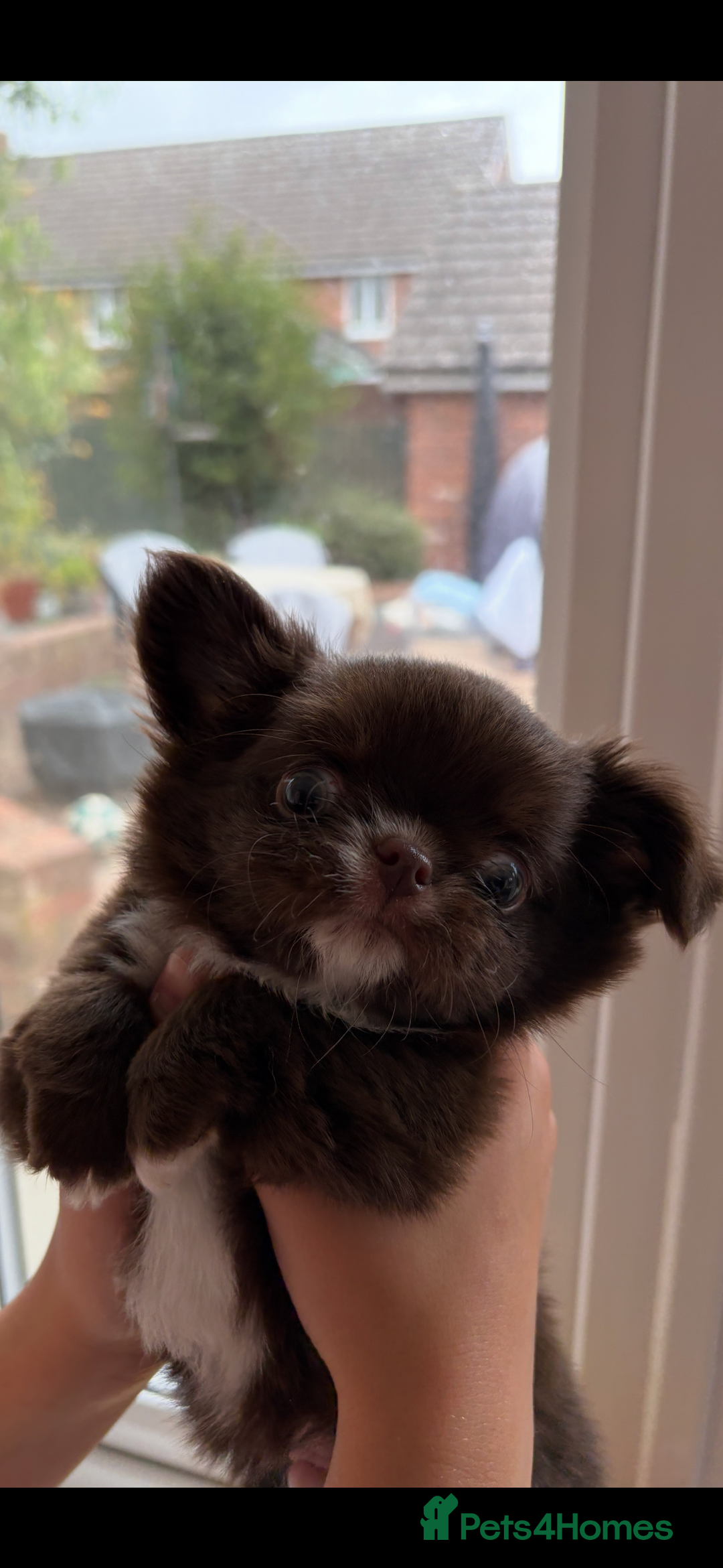 Chihuahua dogs for sale: Russian long hair Chihuahuas - Image 1