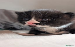 Domestic Shorthair cats for sale: 1 male ginger and 2 female black and white cats - Image 1
