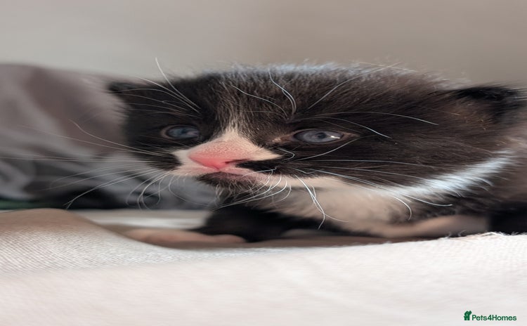 Domestic Shorthair cats - Advert 2