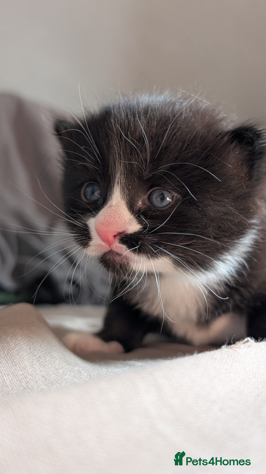 Domestic Shorthair cats for sale: 1 male ginger and 2 female black and white cats - Image 1