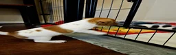 Jack Russell dogs for sale: Jack russell puppies  - Advert 5