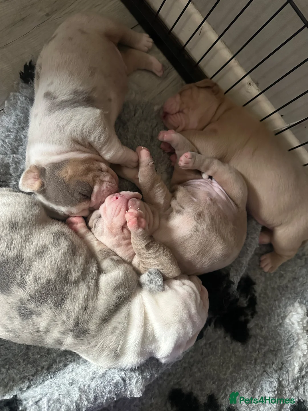 Olde English Bulldogge dogs for sale: 🍁🩵 stunning olde English pups 🩷🍁 - Advert 10