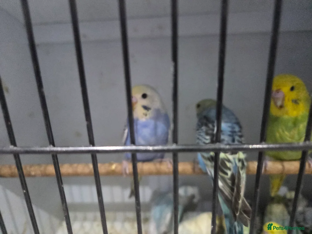 Budgerigars birds for sale:  budgies for sale - Advert 27