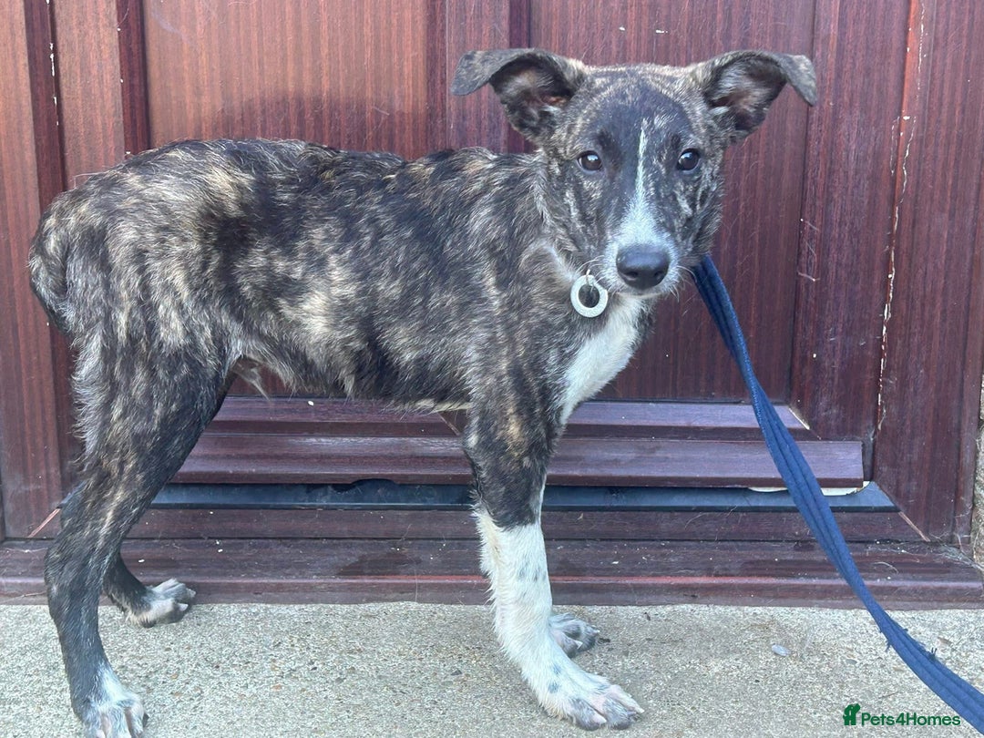 Mixed Breed dogs for adoption: Button - Norwich Norfolk  - Image 1