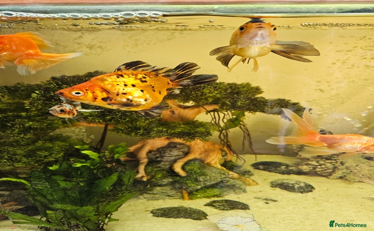 Fancy Goldfish fish - Advert 1