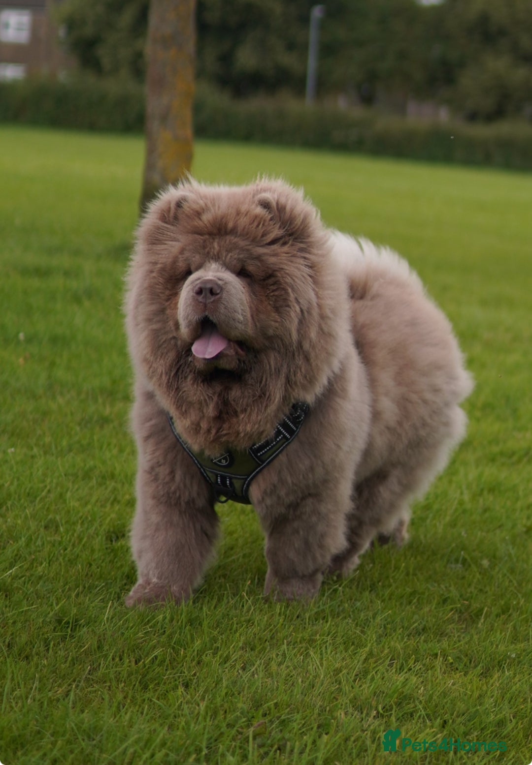 Chow Chow dogs for stud: Enzo the Lilac Chow Chow for stud 🦁 - Advert 8