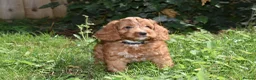 Cockapoo dogs for sale: Fully Injected Ready Now F1 Toy Cockapoo - Advert 10