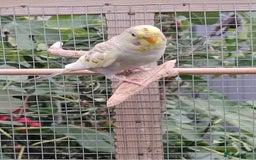 Budgerigars birds for sale: Young budgies, easily tamed - Image 11