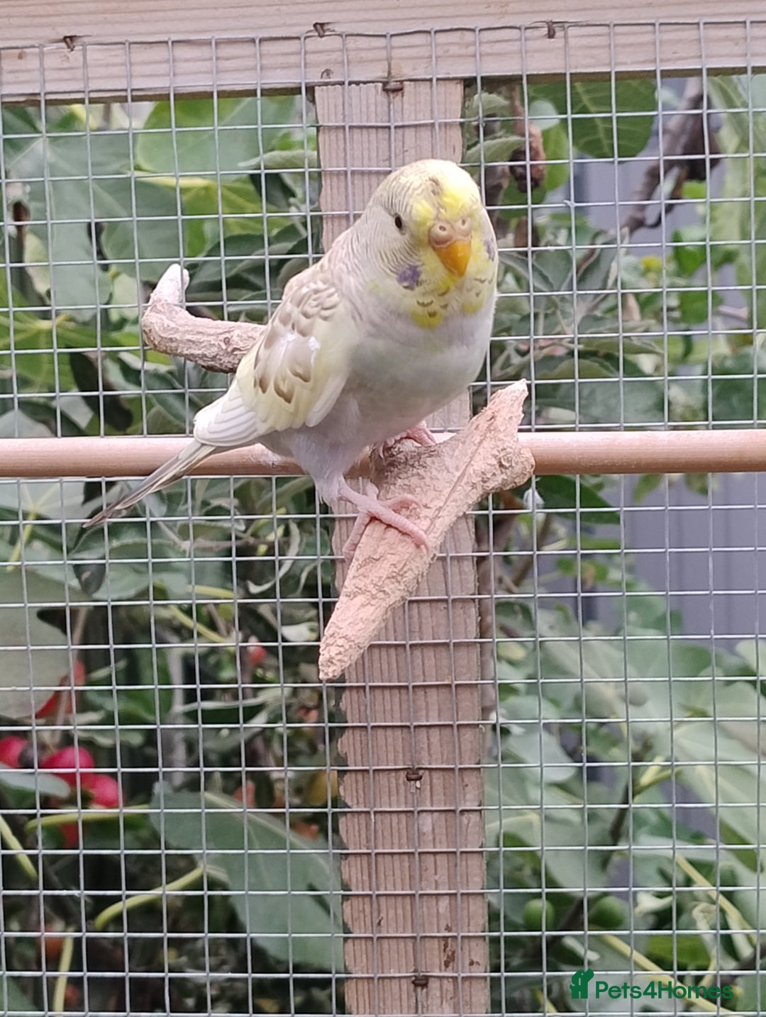 Budgerigars birds for sale: Young budgies, easily tamed - Image 11