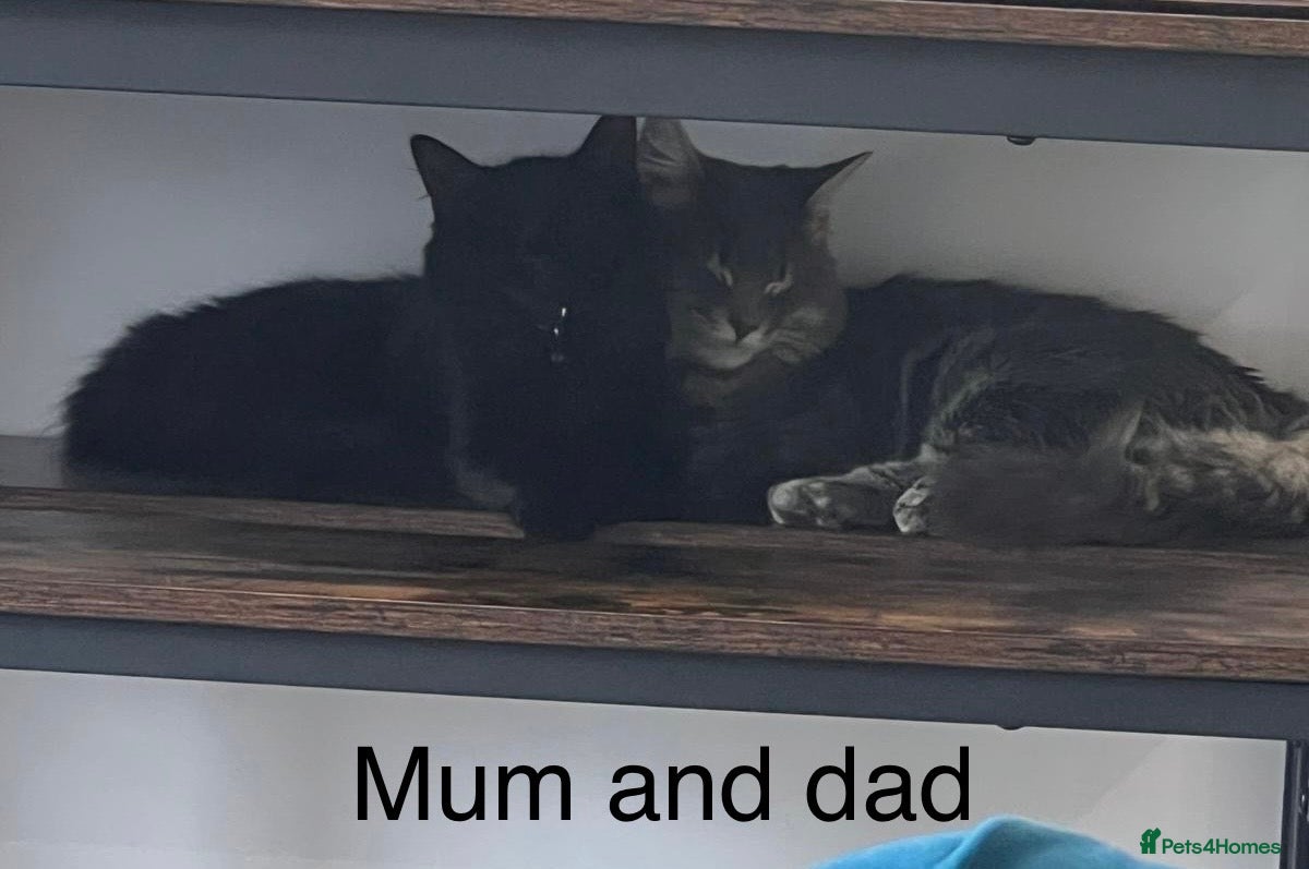 Mixed Breed cats Three beautiful Siberian/Maine Coon kittens in London - Advert 1