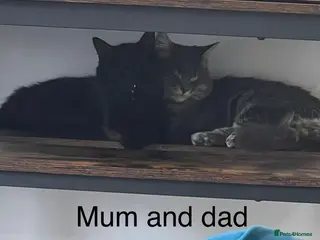 Mixed Breed cats Three beautiful Siberian/Maine Coon kittens in London - Advert 1