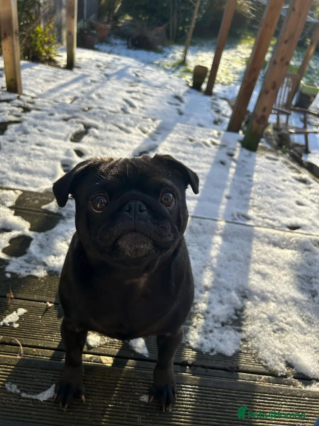 Pug dogs for sale: KC Registered Pug Puppies - Advert 22