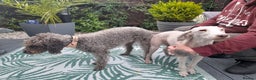 Bedlington Terrier dogs for stud:  Bedlington terrier for stud   in Chesterfield - Advert 7