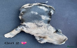 Cockapoo dogs for sale: Stunning F1b Cockapoo puppy’s  - Image 8