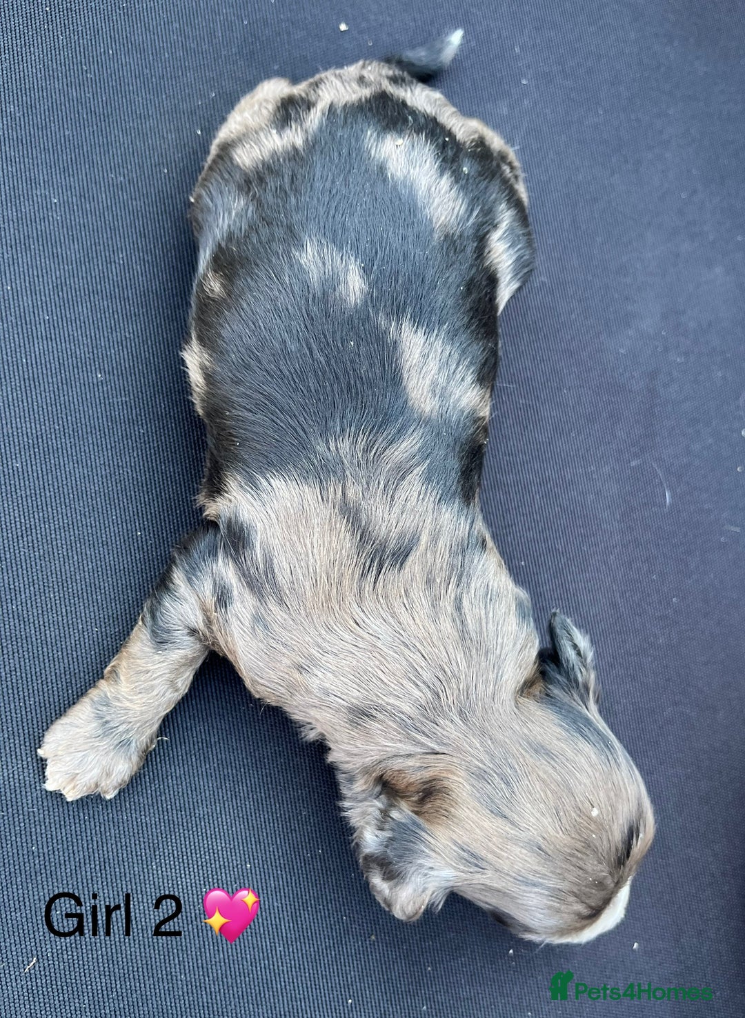 Cockapoo dogs for sale: Stunning F1b Cockapoo puppy’s  - Image 8