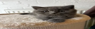 British Shorthair girl