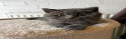 Scottish Fold cats for sale: Beautiful Scottish Fold & British Shorthair - Advert 9