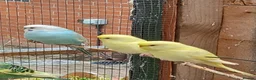 Budgerigars birds for sale: Young budgies for sale. £25 each in Sandbach - Advert 6