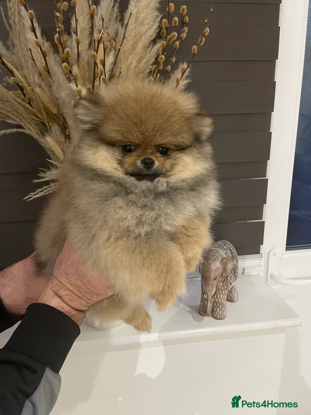 Pomeranian dogs for sale: KC Mini Pomerania  in Bristol - Advert 19